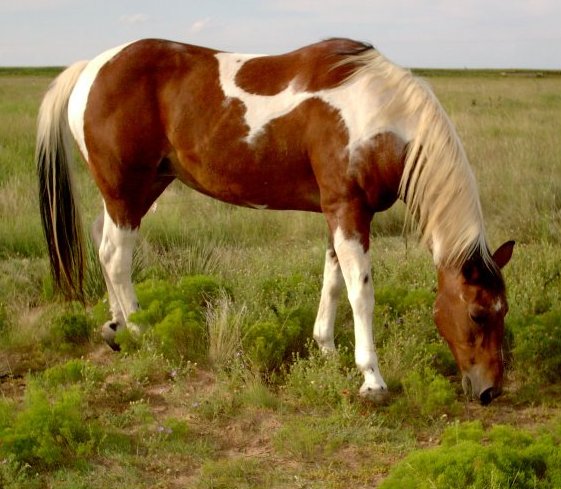 Cheval-le-paint-horse-race-dérivée-du-quarter-horse, Etats-Unis. 